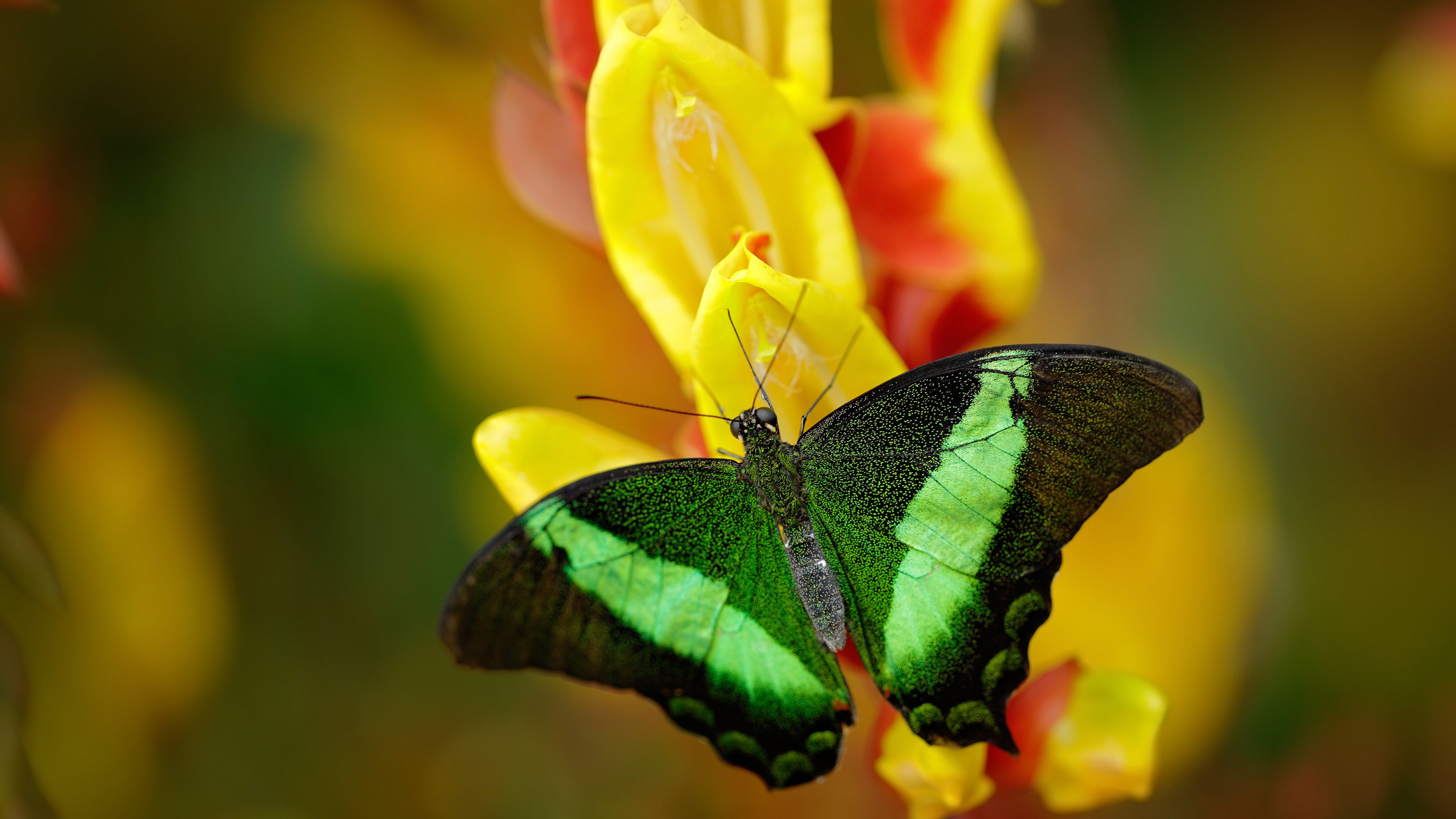 九游登录入口-伤病潮致使西甲变阵，球队战术调整成为关键，西甲 球队