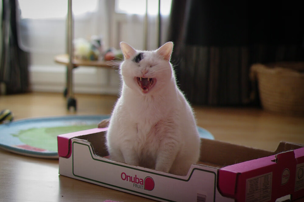 史上最闪耀“冠军夜”：荣耀永载足球史册，荣耀冠军球队之魂