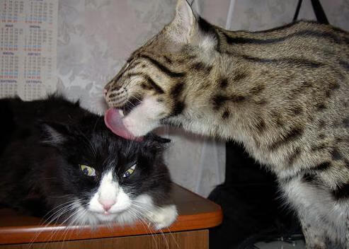 九游sports-德甲对青少年训练体系持续优化，注重基础发展，德国青少年足球训练教程